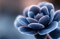 Frosted succulent plant with delicate ice crystals covering blue-tinted leaves in extreme macro photography, creating an ethereal winter nature scene.