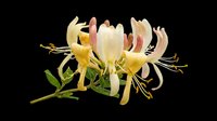 Honeysuckle flowers isolated on transparent background, ready for clipart, t-shirt design, stickers, print-on-demand products, and sublimation projects.