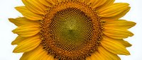 Bright yellow sunflower with detailed brown seed head center, isolated on white background, suitable for design projects, botanical illustrations, and decorative applications.