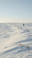 Solitary figure walking across vast snowy landscape with rolling dunes and sparse vegetation under clear winter sky, conveying isolation and contemplation.