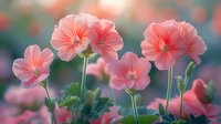 Delicate coral pink geranium flowers blooming in soft evening light with blurred bokeh background, creating dreamy garden atmosphere for nature photography.