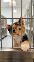 Adorable calico kitten behind metal cage bars at animal shelter looking directly at camera with hopeful expression waiting for adoption and forever home.