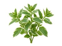 Fresh mint leaves with green stems isolated on white background, suitable for culinary, herbal, and wellness design projects.