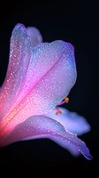 Delicate pink lily petal with morning dew drops glowing in soft light against dark background, creating magical macro photography effect with blue highlights.