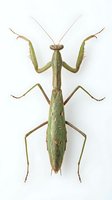 Green praying mantis with raised front legs and long antennae, displayed from above on white background for educational and scientific reference materials.