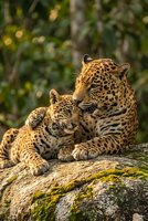 Leopard mother with cub resting on rock in natural habitat showing maternal bond and wildlife family behavior in golden sunlight.