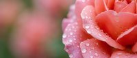 Close-up of fresh pink rose with morning dew drops on delicate petals against soft blurred floral background for romantic designs and spring concepts.