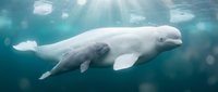 White beluga whale swimming gracefully in deep blue arctic waters with sunlight rays penetrating through surface creating magical underwater atmosphere.