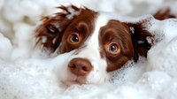 Playful brown and white Border Collie dog with bright eyes peeks through soap bubbles during bath time, creating an endearing pet care moment.