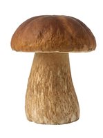 Isolated brown mushroom with rounded cap and textured stem on white background, ready for design projects, web graphics, educational materials, and commercial applications.