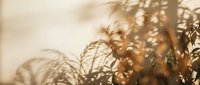 Warm golden sunlight filtering through delicate tree branches creating soft shadows and bokeh effects during sunset or sunrise hour.