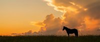 Horse silhouette standing in grassland field during golden sunset with dramatic orange clouds and warm sky light for nature and equestrian themes.