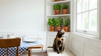 Tortoiseshell cat sitting by a sunny window in a bright white kitchen with herb plants in terracotta pots and a checkered tablecloth dining area.