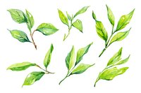 Fresh green tea leaves and twigs painted in watercolor style on white background, botanical elements for natural product design and packaging decoration.