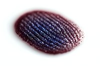 Close-up macro view of fingerprint pattern showing detailed ridges and swirls in dark red and blue tones against white background, forensic science concept.