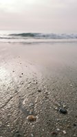 Wet sand beach shore with small pebbles and shells scattered across the foreground, soft waves rolling in the background under overcast sky, ideal for travel and nature designs.