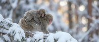 Two adorable baby monkeys huddling together on snowy branch in winter forest, showing affection and warmth during cold season.