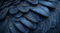 Dark blue raven or crow feathers in macro photography showing detailed texture and layered pattern with natural iridescent sheen in moody lighting.