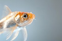 Close-up portrait of orange and white goldfish with flowing fins against soft blue background, showing detailed eye and scales in bright natural lighting.