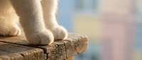 Cat paws on wooden surface with soft natural lighting and blurred colorful background for pet care and animal wellness concepts.