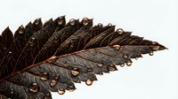 Dried leaf with water droplets isolated on white background, suitable for nature designs, botanical illustrations, and educational materials.