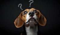 Confused beagle dog with question marks above head looking up with puzzled expression on dark background, showing curiosity and bewilderment in humorous pose.