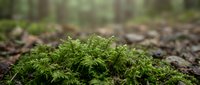 Close-up of vibrant green moss growing on forest floor with blurred woodland background, suitable for nature, environmental, and botanical projects.