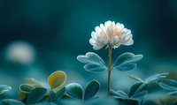 Delicate white clover flower blooming against turquoise background with soft focus leaves, creating dreamy natural macro photography composition.