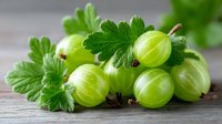 Fresh green gooseberries with leaves on wooden surface. Organic summer berries harvest for healthy eating, cooking and natural food preparation.