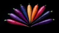 Fresh colorful rainbow carrots arranged in fan shape on black background, vibrant organic produce with natural texture and gradient colors for food photography.