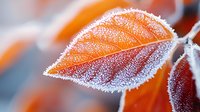 Orange autumn leaf covered in delicate morning frost crystals, macro nature photography showing intricate details and seasonal transformation.