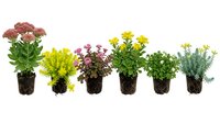 Colorful potted plants collection with flowering varieties in black containers isolated on white background for gardening and landscaping projects.