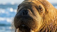 Close-up portrait of walrus face showing detailed whiskers and tusks in golden sunlight against blurred ocean background for wildlife photography.