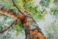 Looking up at tall birch tree trunk with textured bark and fresh spring foliage, watercolor painting style showing natural organic brushstrokes and soft green canopy.