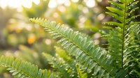 Lush green fern fronds with water droplets in natural sunlight, showcasing detailed foliage and botanical textures for nature and garden design projects.