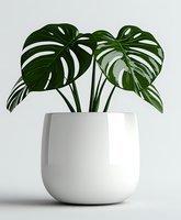 Monstera deliciosa plant with large green split leaves in modern white ceramic pot against light background. Minimalist home decor and indoor gardening concept.