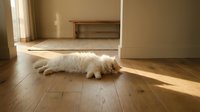 Fluffy white cat sleeping peacefully on warm wooden floor in sunlit room with natural light streaming through window creating cozy domestic atmosphere.