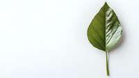 Green leaf isolated on white background, showing detailed vein structure. Suitable for botanical designs, nature graphics, and eco-friendly branding projects.