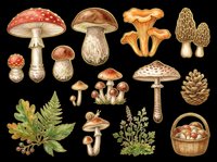 Vintage forest mushroom clipart set with fly agaric, chanterelles, morels, ferns, snail, pine cone and basket, isolated on transparent background, ready for stickers and print on demand.