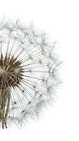 Mature dandelion seedhead with delicate, wispy seeds dispersing against white background, isolated and ready for design projects, botanical illustrations, and creative compositions.