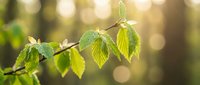 Fresh green leaves on branch with warm sunlight and bokeh background creating natural spring atmosphere for environmental and seasonal concepts.