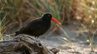Black oystercatcher bird perched on driftwood log near coastal marsh grasses during golden hour light for wildlife photography and nature documentation.