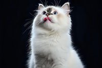 White Persian cat with brown markings looking up against dark background, showing fluffy fur and pink tongue. Dramatic studio lighting highlights feline features.