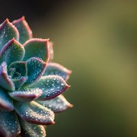 Succulent plant with water droplets on fleshy leaves showing natural morning dew against soft blurred background for botanical and gardening concepts.