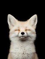 Adorable red fox kit with closed eyes showing peaceful expression isolated on black background for wildlife and nature designs.