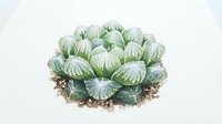 Watercolor illustration of a round cactus with ribbed green segments and soil base, isolated on white background for botanical design and educational use.