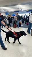 Service dog with handler walking through busy airport terminal with travelers and luggage in background for travel accessibility concepts.