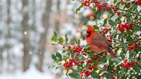 Male northern cardinal perched on holly branch with bright red berries during winter snowfall in forest setting for holiday seasonal decor.