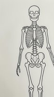Human skeleton anatomy diagram with detailed bone structure on neutral background for medical education and healthcare learning materials.