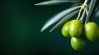 Fresh green olives with water drops hanging on branch against dark background, macro shot with selective focus and copy space for text.